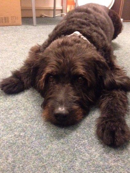 Hund Rodney